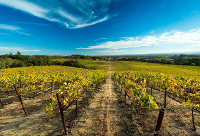 Windsor Oaks Vineyards