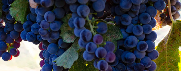 Tertulia Cellars