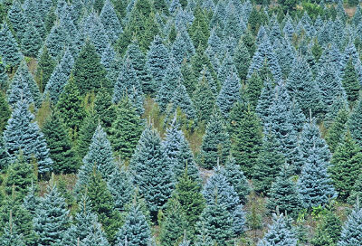 Barr Evergreens Christmas Trees & Pumpkin Patch