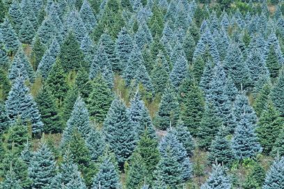 Barr Evergreens Christmas Trees & Pumpkin Patch