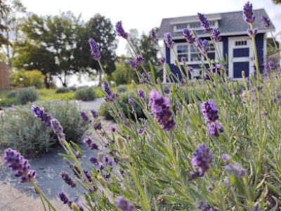Sixteen Sprigs Lavender Farm