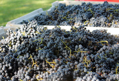 CeNita Vineyards, Winery & Tasting Room