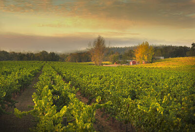 Ramey Wine Cellars
