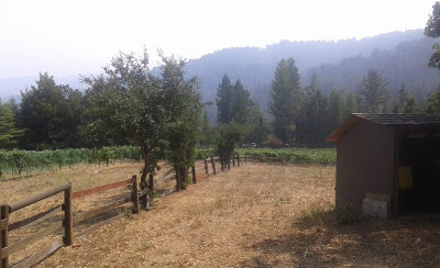 Chaine d'Or Vineyards