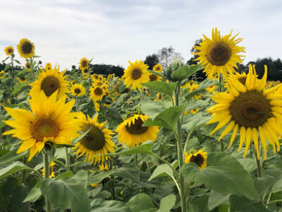 Sneads Farm