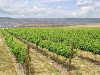 Clearwater Canyon Cellars