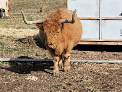 Twin Oaks Farms
