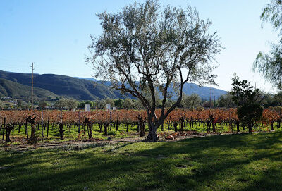 Somerset Winery