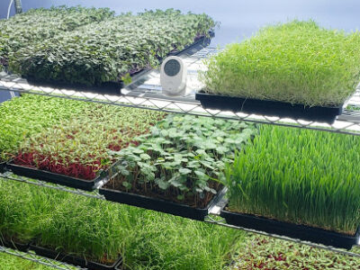 Valley Microgreens