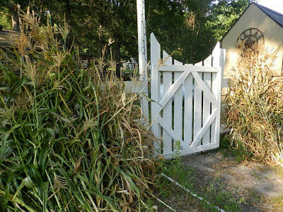 Gomez Family Farm