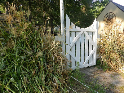 Gomez Family Farm