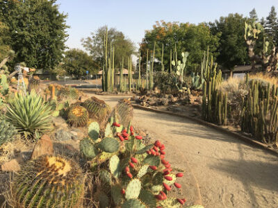 The Deutsch Cactus Garden