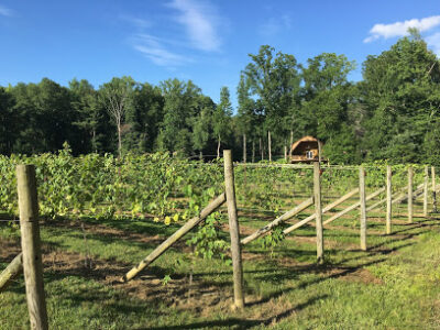 Spring Run Vineyards
