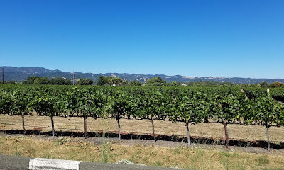 Carneros Wine Company