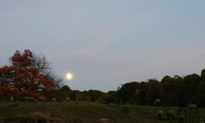 Buckham Farms
