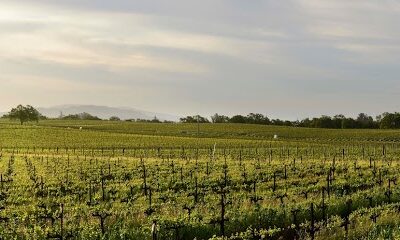 Davis Bynum Winery