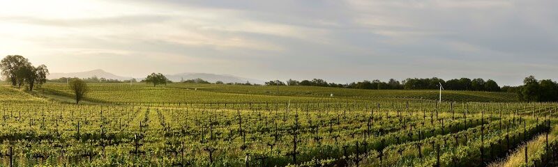 Davis Bynum Winery