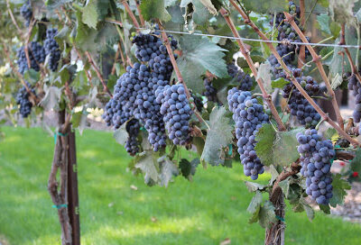 Exit 96 Wineries