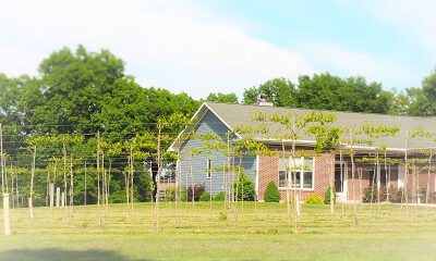 Hummingbird Vineyard & Winery