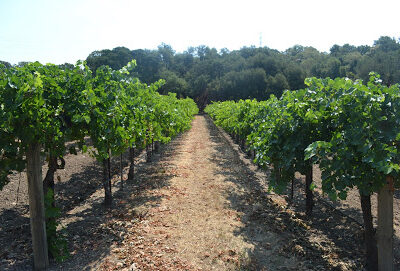 Toby Lane Vineyards