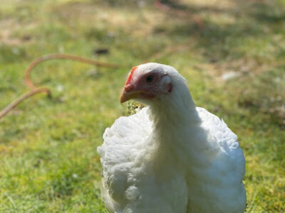 Black Thumbs Homesteading