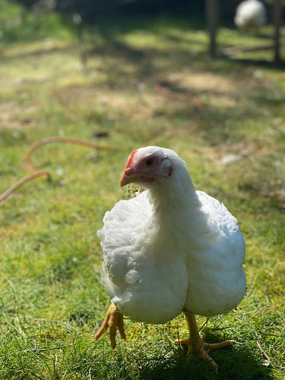 Black Thumbs Homesteading