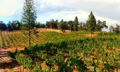 Uphill Vineyards