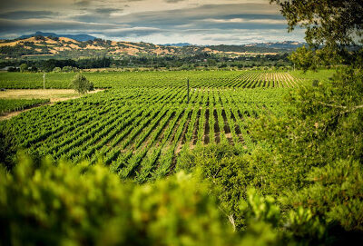 TWOMEY Russian River Valley