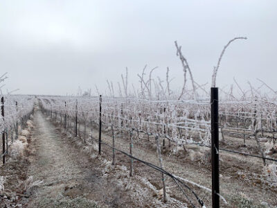 Copeland Vineyard