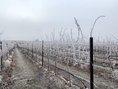 Copeland Vineyard