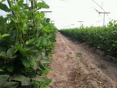 Solimar Farms Inc