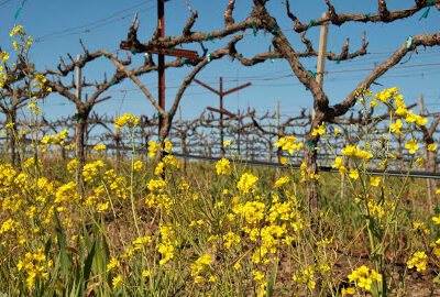 Poseidon's Vineyard