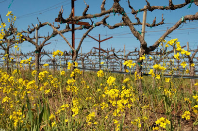 Poseidon's Vineyard