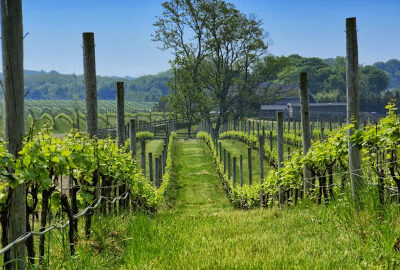 Macari Vineyards