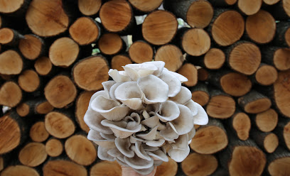 Tree Folk Farm