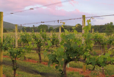 Chestnut Oak Vineyard