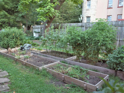 Birds & Bees Urban Farm