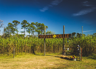 Harvest Holler Corn Maze