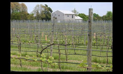 Natali Vineyards