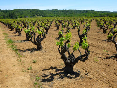 Forchini Vineyards & Winery
