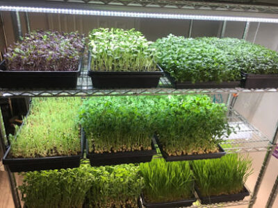 Garden Fresh Microgreens