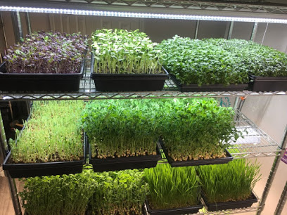 Garden Fresh Microgreens