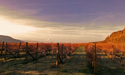 Cascade Cliffs Vineyard & Winery