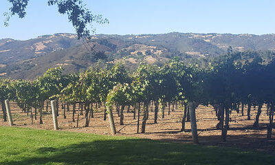 Joullian Vineyards
