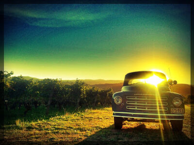 Tualatin Estate Vineyard
