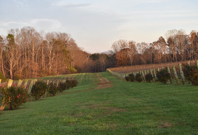 Hidden Vineyard