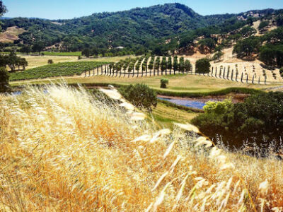 Saracina Vineyards
