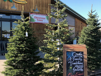 Christmas Tree Lot at Green Acres Nursery & Supply | Elk Grove