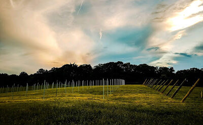 Southern Revere Vineyard & Farm