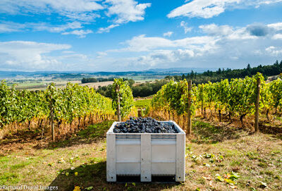 Tidalstar Vineyard